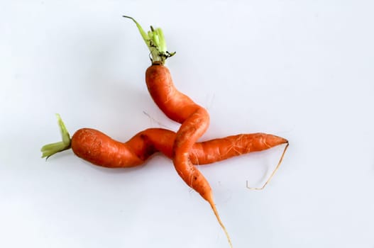 Two specially shaped carrots. Two carrots embraced before on white background.