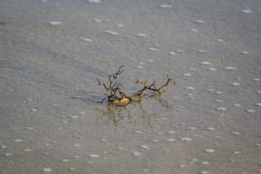 A thorny branch is washed up by the waves of the sea.