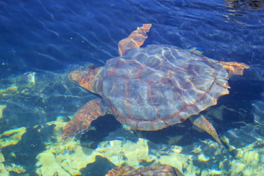Portrait of a sea turtle. Unfortunately, still endangered animals.