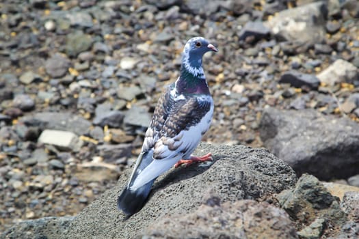 Portrait, shot of a pigeon in an urban area.