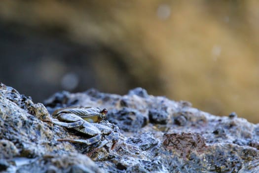 A green brownish crab on a rock by the sea.