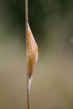 A pupated butterfly caterpillar on a blade of grass.