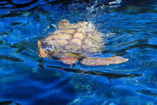 Portrait of a sea turtle. Unfortunately, still endangered animals.