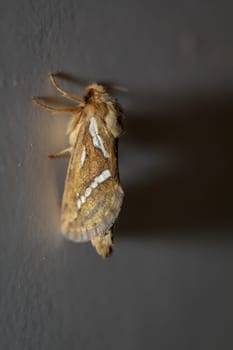 Side view of a small hop rootworm on a wall.