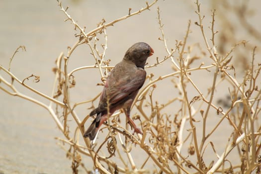 A desert bullfinch or desert trumpeter, Bucanetes githagineus in search of grub.
