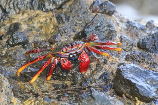 A red cliff crab or red rock crab on a rock by the sea.