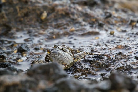 A green brownish crab on a rock by the sea.