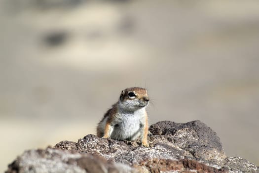 An Atlas squirrel in a desert-like region on Fuerteventura.