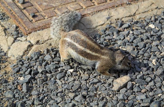 An Atlas squirrel in a desert-like region on Fuerteventura.