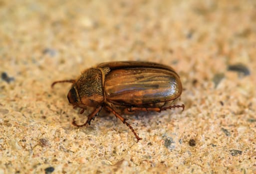 Close-up of a June beetle on a stone. They appear in masses in the month of June.