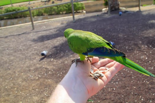 Portrait, close up of monk parakeet on Fuerteventura.