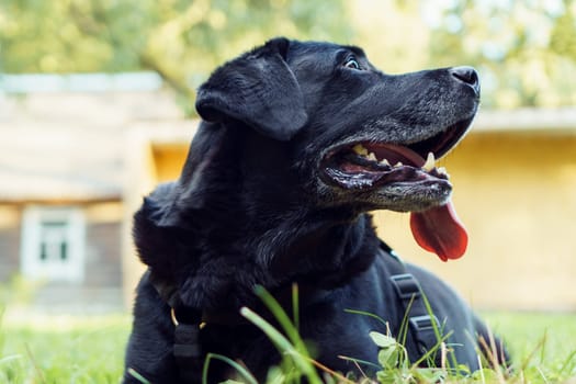 Black dog Labrador Retriever lies with his tongue out on green grass against backdrop of building in sun rays. Pet, family friend, purebred guard of private property