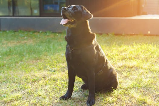 Black dog Labrador Retriever sits with his tongue out on green grass against backdrop of building in sun rays. Pet, family friend, purebred guard of private property