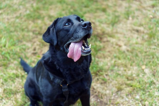 Black dog Labrador Retriever sitting with his tongue out on green and dry grass and looking up. Pet, family friend, purebred guard of private property. Dedicated family member
