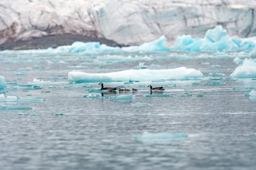 Barnacle Goose Family Swimming in the Arctic Ice in Lilliehookfjorden in the Svalbard Islands