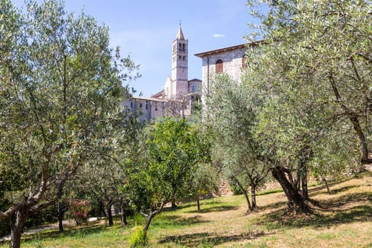 Olive trees in Assisi village in Umbria region, Italy. The town is famous for the most important Italian St. Francis Basilica (Basilica di San Francesco)