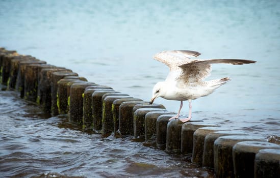 Lonely walk of one seagull on the sea beach