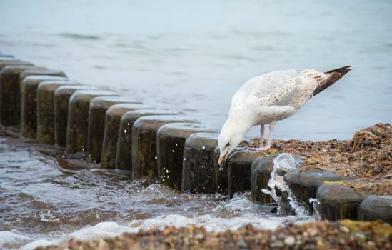 Lonely walk of one seagull on the sea beach