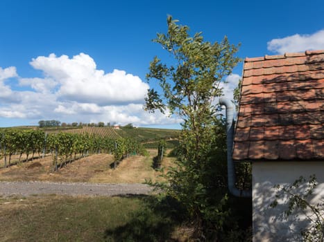 Austria, Burgenland, Oberpullendorf District, near Neckenmarkt, vineyards at sunrise in autumn, View over Deutschkreutz, Blaufraenkischland