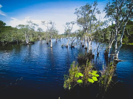 Trees and tree stumps grow up in lake and forest landscape Rayong Provincial East Plant Center Thailand