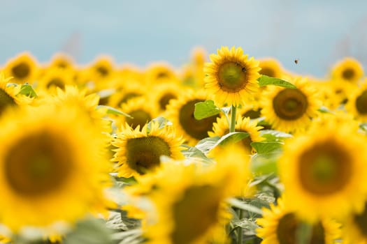 Wonderful panoramic view of field of sunflowers by summertime.