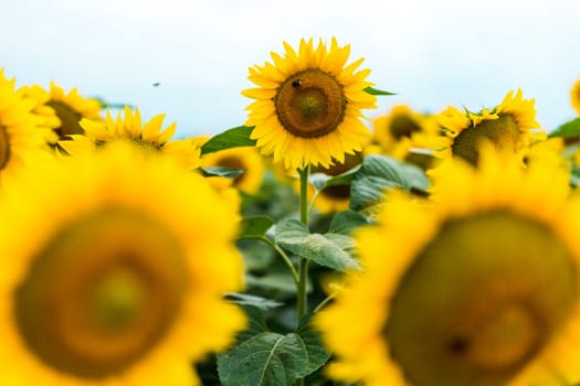 Standing out from the crowd concept. Wonderful panoramic view of field of sunflowers by summertime. One flower growing taller than the others