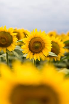 Wonderful panoramic view of field of sunflowers by summertime.