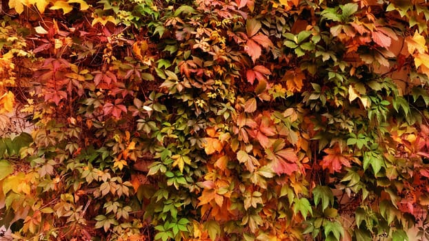 autumnal colorful foliage covering.a garden wall