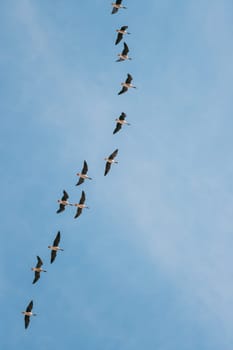 Flock Of Ducks Flying In Sunny Blue Spring Sky During Their Migration In Belarus, Russia.