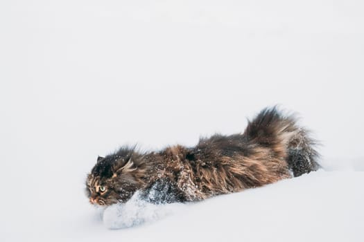 Funny Fluffy Siberian Cat Kitty Standing In Snowy Snowdrift In Winter Park. Gorgeous Adorable Russian Breed Cat. Popular Pet.