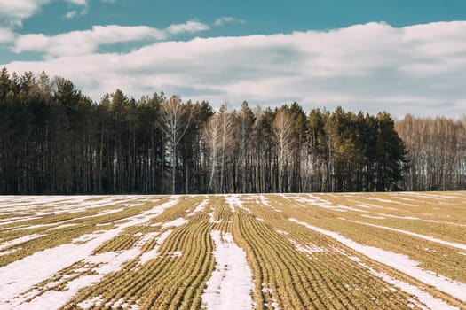 Spring Plowed Field Partly Covered Winter Melting Snow Ready For New Season. Ploughed Field In Early Spring. Farm, Agricultural Landscape Under Scenic Cloudy Sky.