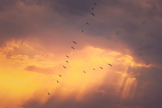 Flock Of Ducks Flying In Sunny Sunset Autumn Spring Sky During Their Migration. Altered Sunrise Sky.