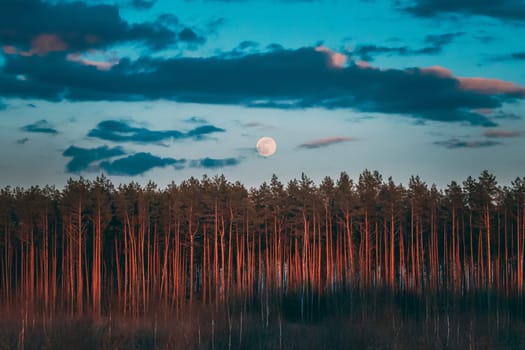 Full Moon Rising Above Pine Forest Landscape In Belarus Or European Part Of Russia During Sunset Time Of Summer Evening. Sunrise Nature At Sunny Morning.