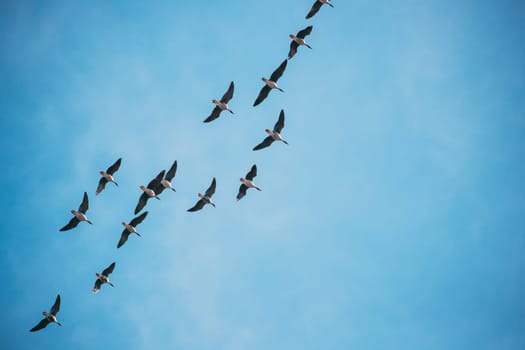 Flock Of Ducks Flying In Sunny Blue Spring Sky During Their Migration In Belarus, Russia.