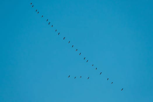 Flock Of Ducks Flying In Sunny Blue Spring Sky During Their Migration In Belarus, Russia.