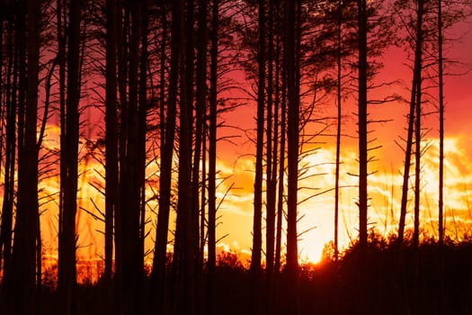 Sunset Sunrise In Pine Forest. Close View Of Dark Black Spruce Trunks Silhouettes In Natural Sunlight Of Bright Colorful Dramatic Sky. Sunshine In Sunny Coniferous Forest. Sun Rays Shine Through Woods