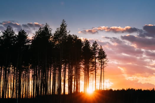 Sunset Sunrise In Pine Forest. Sun Sunshine In Sunny Spring Coniferous Forest. Sunlight Sun Rays Shine Through Woods In Landscape  Bright Colorful Dramatic Sky And Dark Ground With Trees Silhouettes.