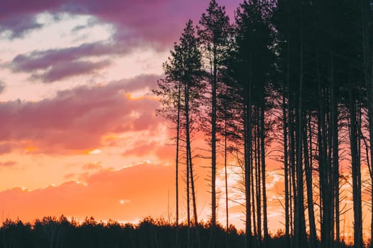 Sunset Sunrise In Pine Forest. Dark Black Spruce Trunks Silhouettes In Natural Sunlight Of Bright Colorful Dramatic Sky. Sunny Coniferous Forest.