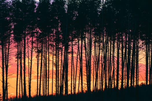 Sunset Sunrise In Pine Forest. Close View Of Dark Black Spruce Trunks Silhouettes In Natural Sunlight Of Bright Colorful Dramatic Sky. Sunshine In Sunny Coniferous Forest.