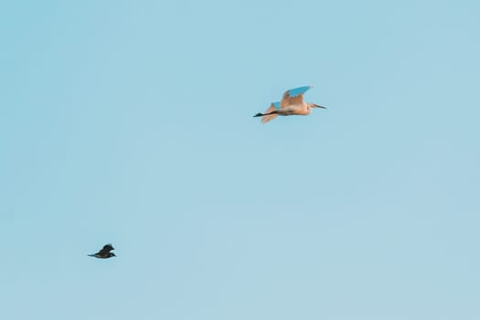 Belarus. Wild Birds Northern Lapwing (Vanellus Vanellus) And Great Egret (Ardea Alba) Flying In Sunset Sky.