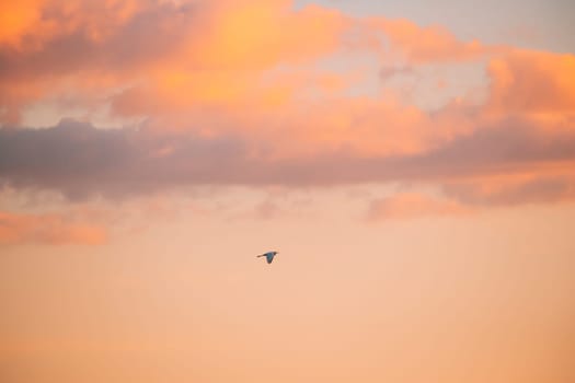 Belarus. Wild Bird Great Egret (Ardea Alba) Flying In Sunset Sky.
