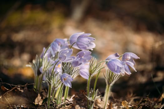Belarus. Beautiful Wild Spring Flowers Pulsatilla Patens. Flowering Blooming Plant In Family Ranunculaceae, Native To Europe, Russia, Mongolia, China, Canada And United States.
