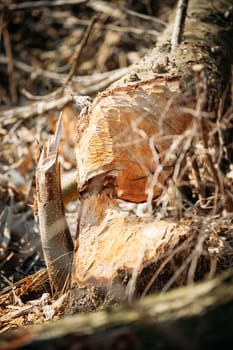 Birch Tree Gnawed By Eurasian Beavers - Castor Fiber - In Spring Season On River Coast.