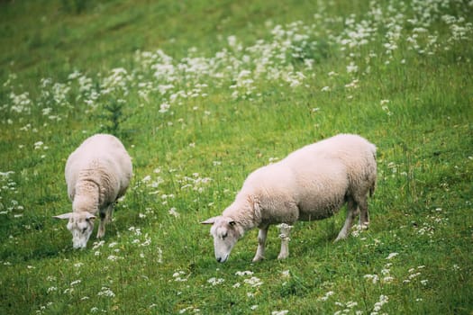 Norway. Domestic Sheep Grazing In Hilly Norwegian Pasture. Sheep Eating Fresh Spring Grass In Green Meadow. Sheep Farming.