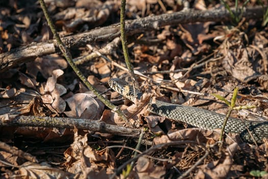 Grass Snake - Natrix Natrix Adder Head Moving In Forest Early Spring.