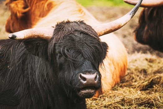 Black Highland Cattle Cow Graze On A Summer Livestock Pasture. Scottish Cattle Breed In Summer Day. Close Up.