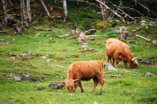 Highland Cattle Cows Graze On A Summer Livestock Pasture. Scottish Cattle Breed In Summer Day.