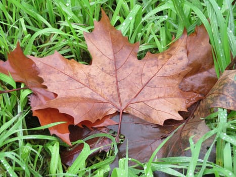 curious dried leaves fallen from the tree end autumn period cycle