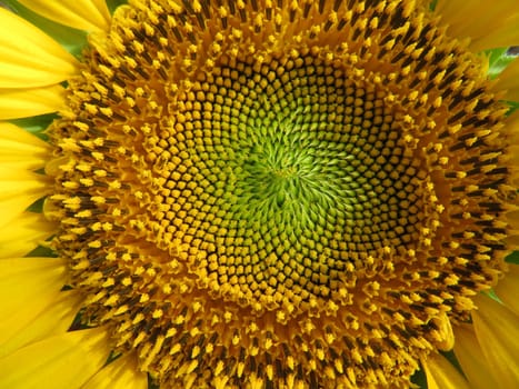 sunflower flower seeds natural food yellow large field sun