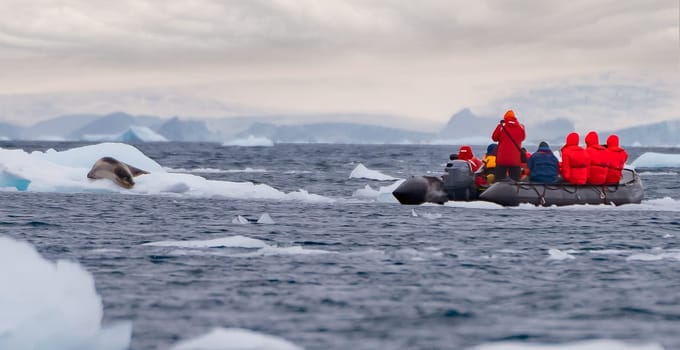 Leopard seal (Hydrurga leptonyx) on an ice floe in Cierva Cove a quiet bay on the Antarctic Peninsula
